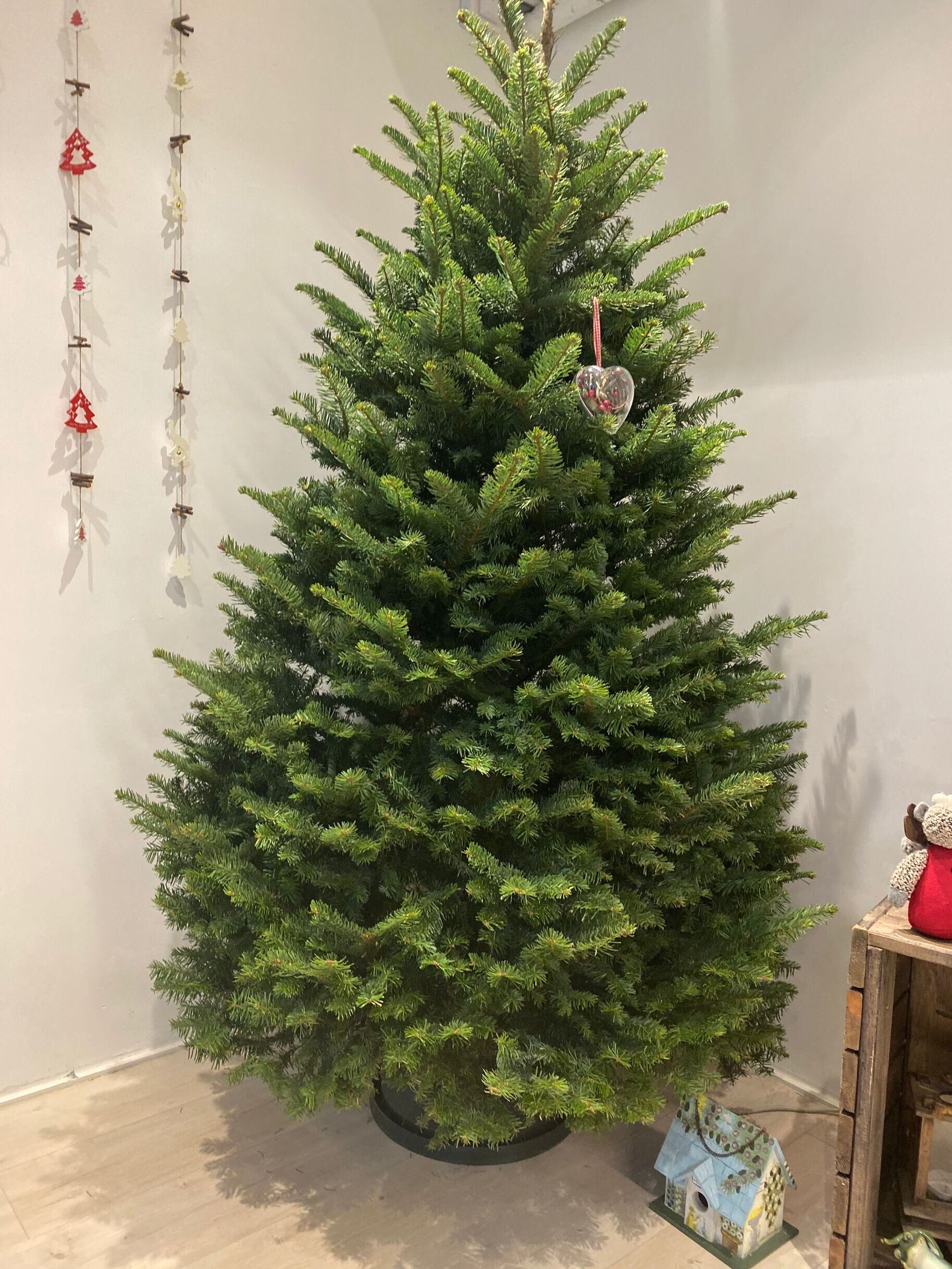 松树圣诞树圣诞圣诞节专用挪威云杉活的真树包邮观叶