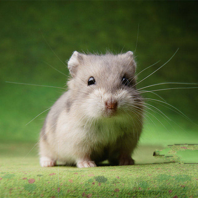 特价小仓鼠 宠物活体 迷你