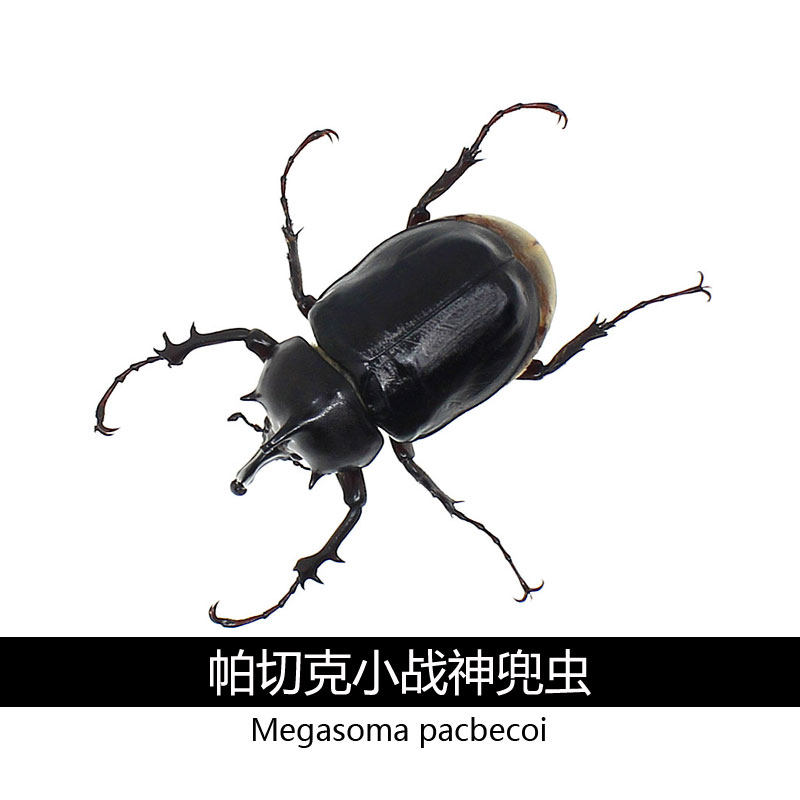帕切克小战神兜虫 幼虫l1 l2 l3 独角仙 兜虫 锹甲 台湾引进品种