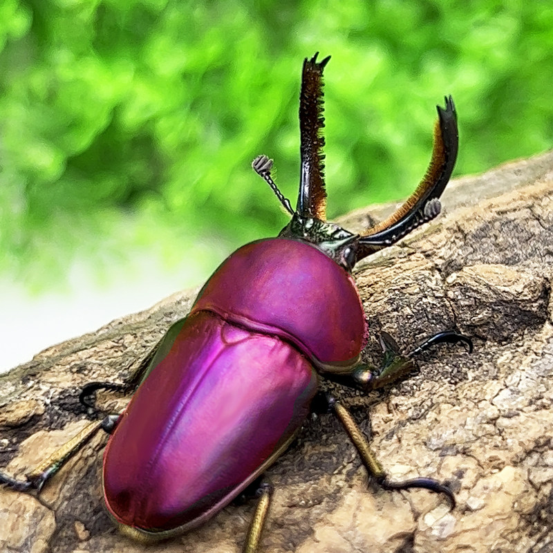 印尼金锹 独角兽宠物甲虫幼虫成虫彩色锹形虫活体昆虫印金锹甲