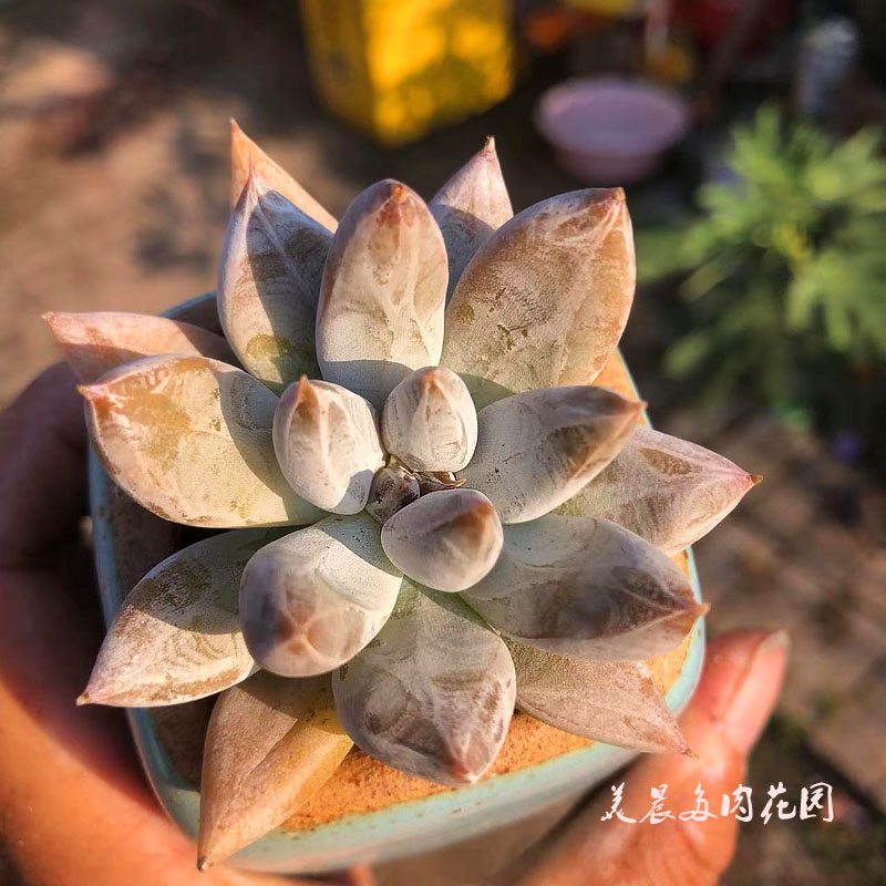 多肉植物暗纹杜里万花卉绿植盆栽创意生活新手套餐阳台可爱萌