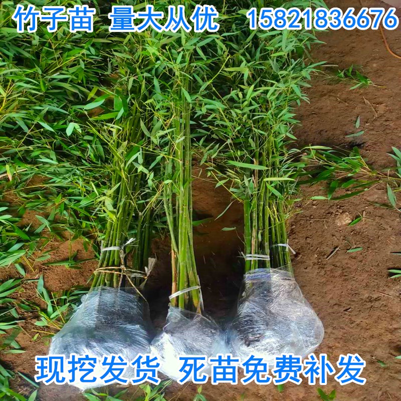 毛竹子苗