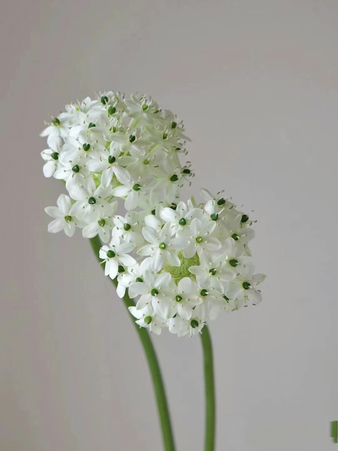 天鹅绒伯利恒之星鲜花花期长云南昆明基地鲜花礼物装饰水培鲜切