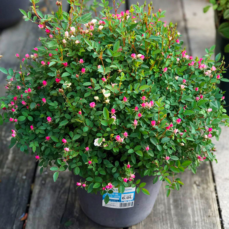 新品种日本超微多花迷你型玫瑰花苗庭院阳台空气净化花苞爆满好看