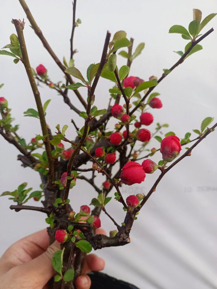 上新海棠花垂丝海棠长寿冠西府绿植_价格_多少钱_优惠券_优惠信息