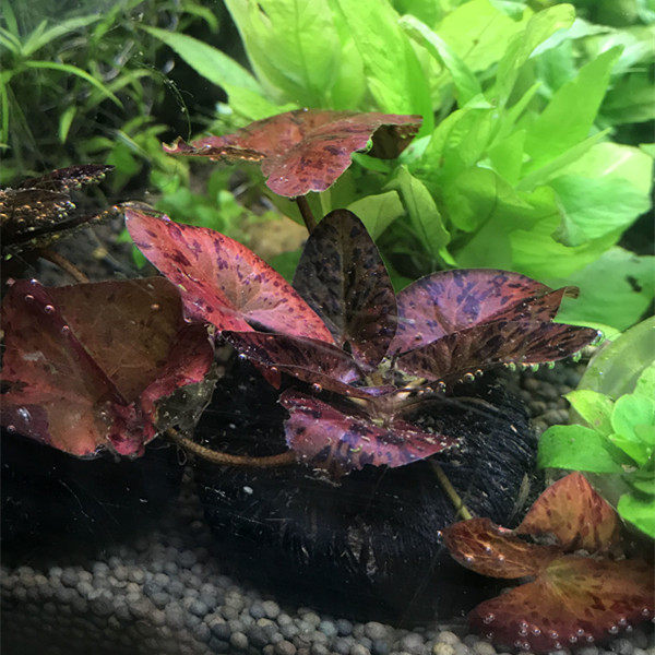 懒人水草 热带水草红虎睡莲 虎斑睡莲 红芋头 红色水草 包邮