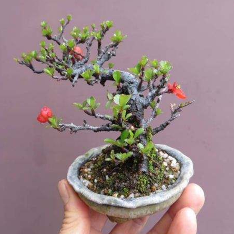 日本进口长寿梅红花一号 红花1号微型盆景素材苗 白花