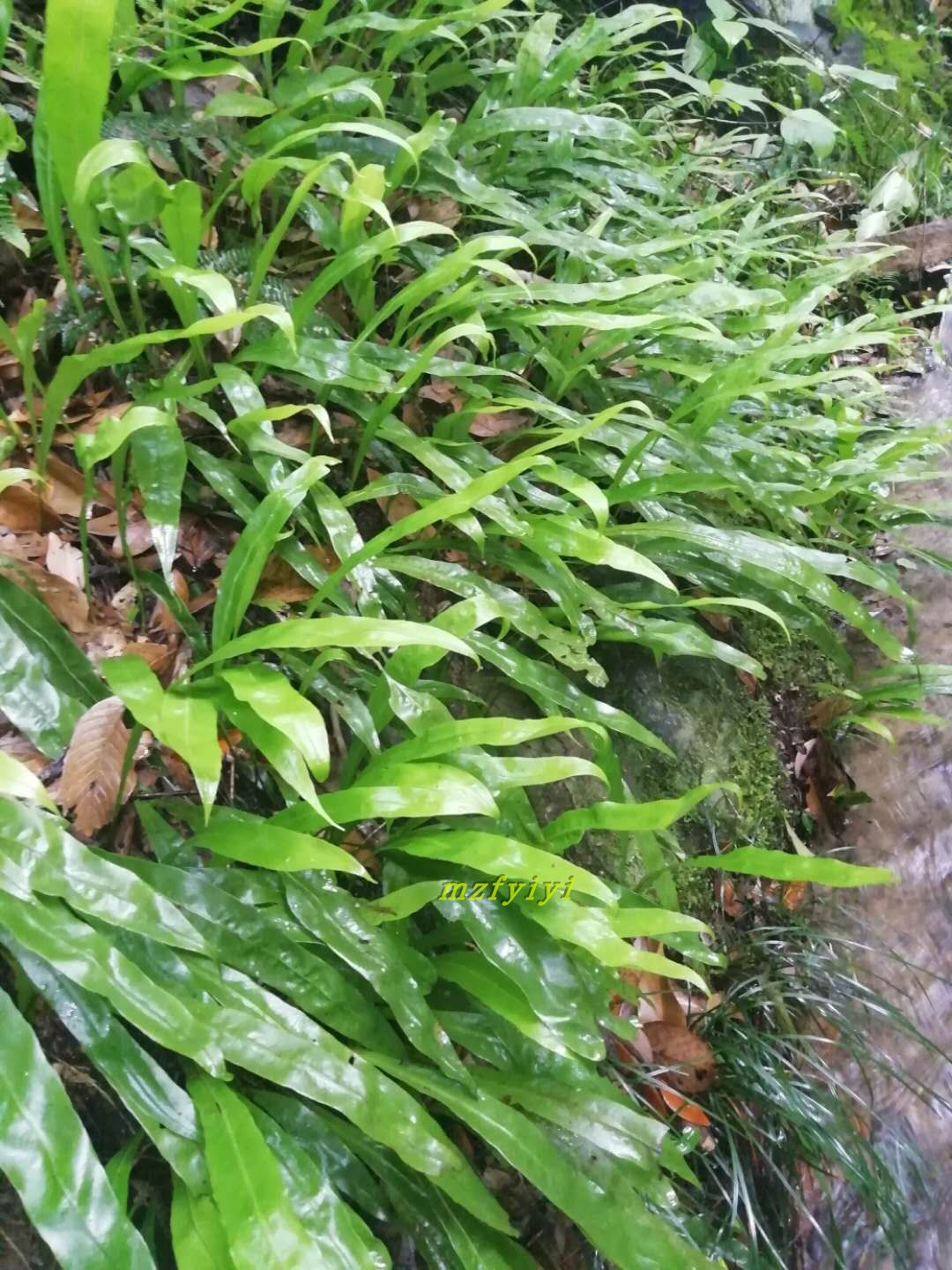 福建纯野生七星草野生瓦韦新鲜七星草中草药材500g七星剑丹瓦剑草