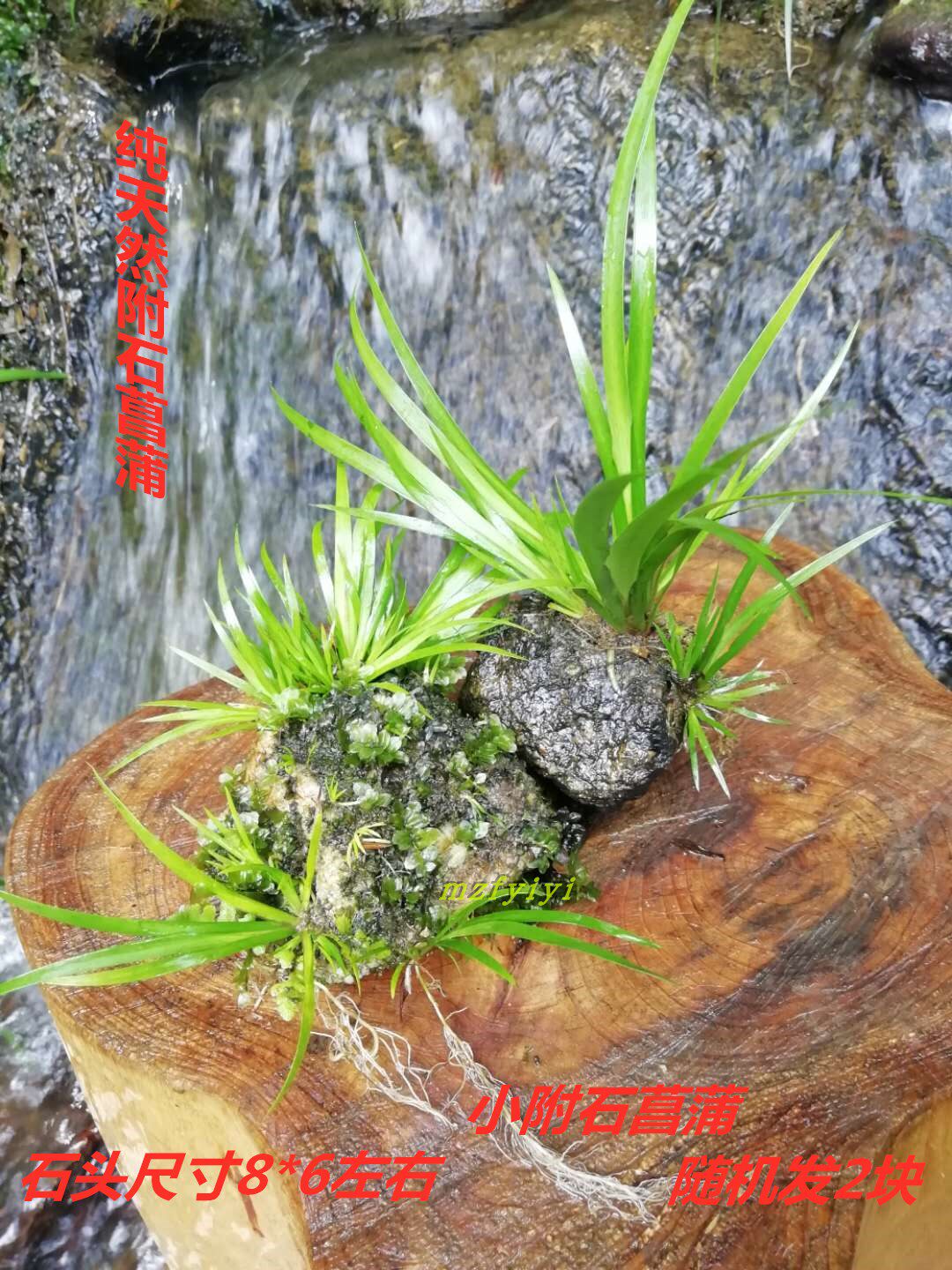 石菖蒲水培植物原生态附石菖蒲自然附石盆景昌蒲草苗水生缸造景植