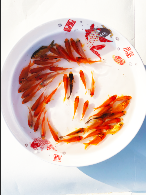 龙凤小金鱼锦鲤大眼黑色水族箱凤尾大头开口金鱼观赏鱼自养冷水