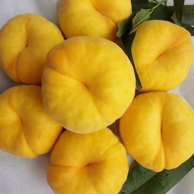 山东黄金蟠桃新鲜水果应季黄桃毛蟠油蟠扁桃纯甜孕妇小孩整箱包邮