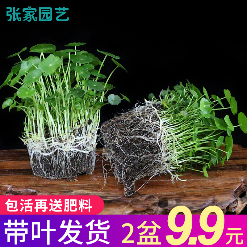 带叶铜钱草植物盆栽室内水培植物桌面盆景风水吸甲醛办公绿植水养