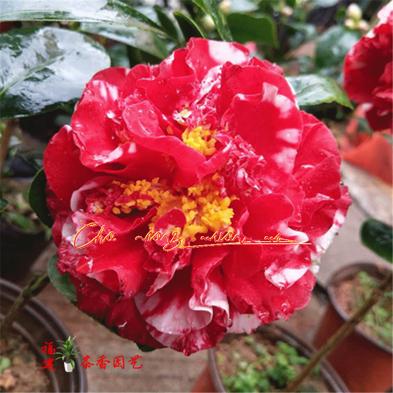 特价盆栽鲜花 室内 花卉_超级南天武士茶花盆栽苗室内外盆栽鲜花盆栽