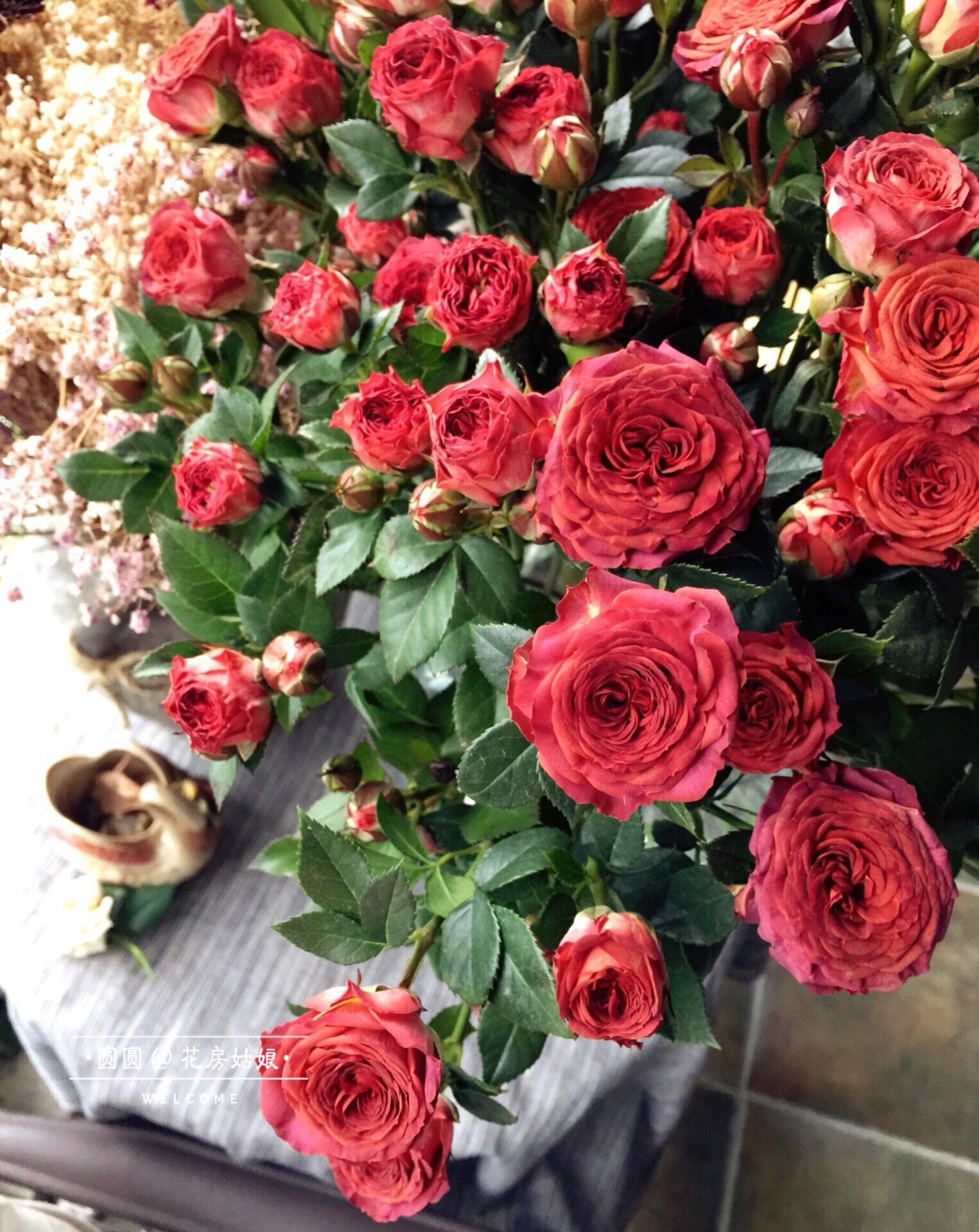 巧克力泡泡玫瑰鲜花多头小玫瑰深红色玫瑰多头月计划变色玫瑰包邮