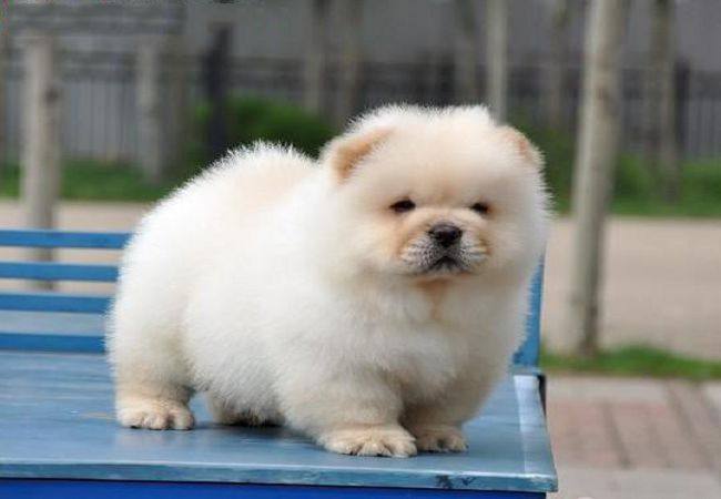 松狮-特价促销-优惠券领取-价格|多少钱|什么牌子好-35优惠券网站