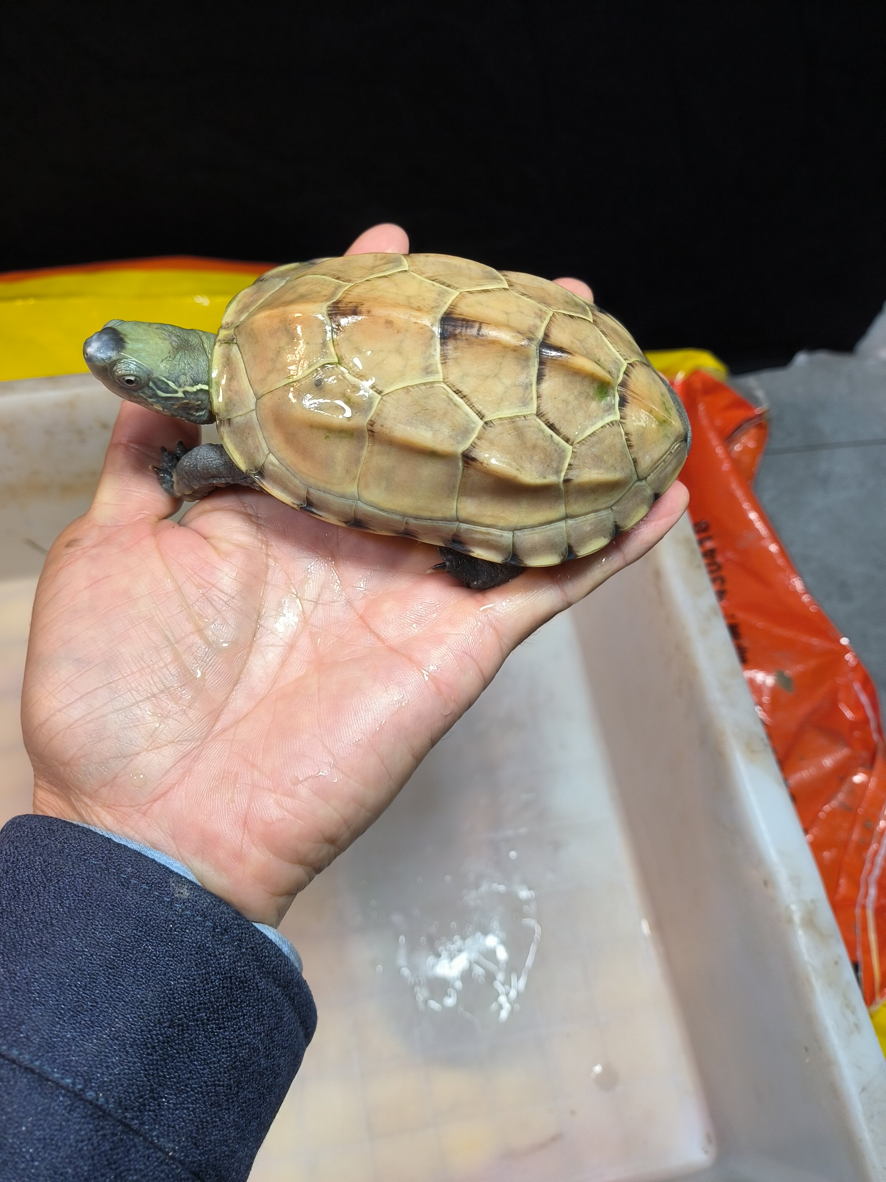 宠物乌龟 白玉草 草龟 变异龟 白化 便宜经济 活泼健康好养
