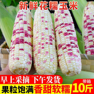 新鲜花糯玉米10斤现摘现发香甜玉米农家苞谷带皮玉米棒子