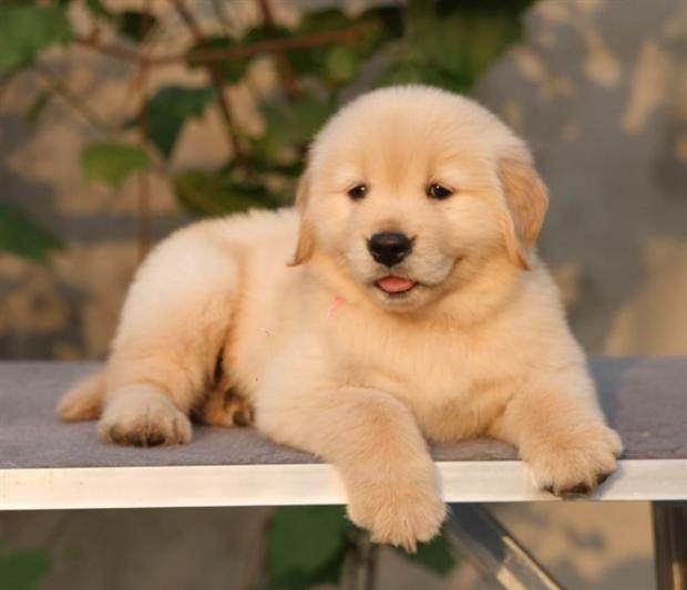 热销宠物狗活体50元以下_纯种金毛幼犬活体巡回犬导盲犬金毛犬大骨架