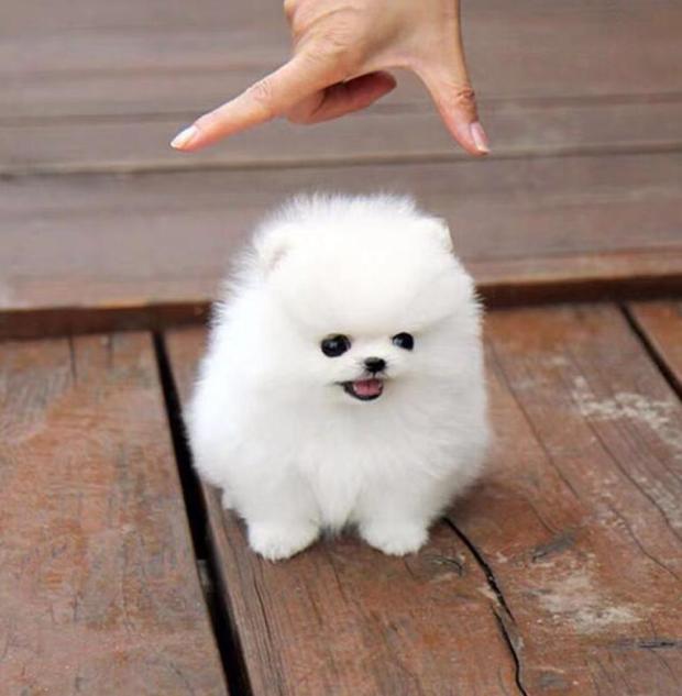 宠物狗小型犬活体
