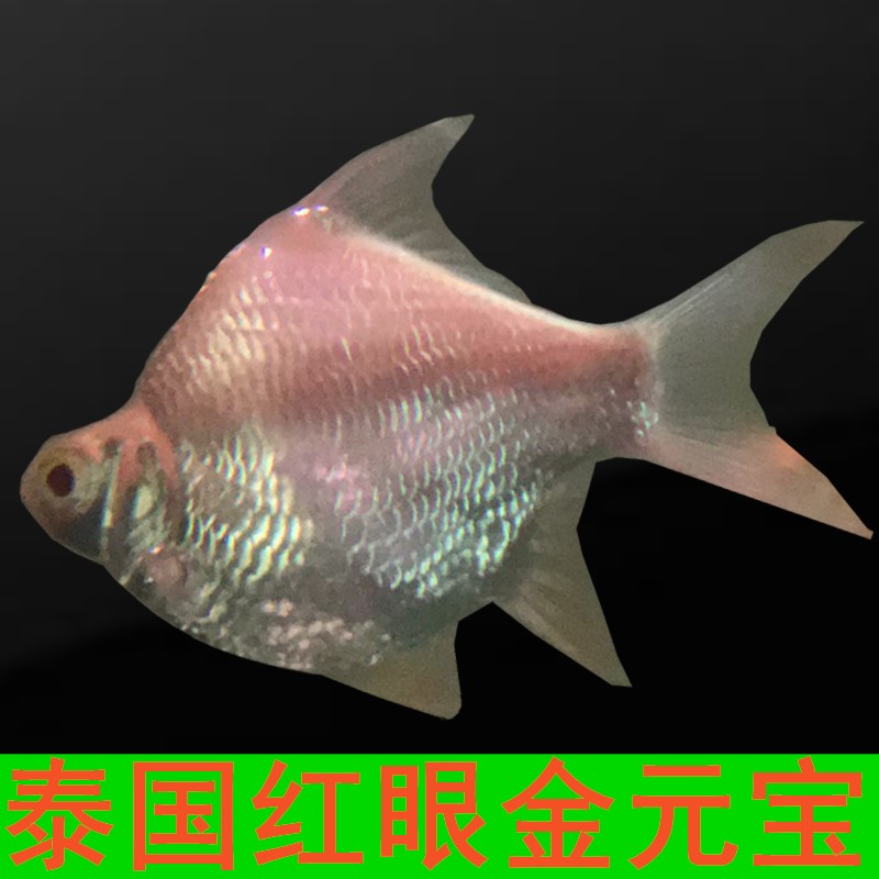 泰国红眼金元宝短身黄化鲫鱼球形白化网红热带观赏鱼活体龙鱼配鱼