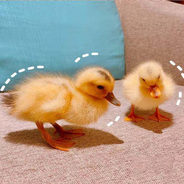 网红鸭子活苗宠物鸭活体可爱进口柯尔鸭可达迷你萌宠小黄鸭活物