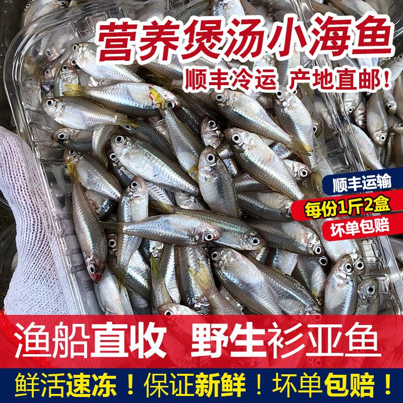 煲汤小海鱼野生衫亚鱼杉马鱼海鲜水产鲜活速冻新鲜杉马鱼每份500g