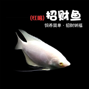 观赏红眼招财鱼风水鱼图片