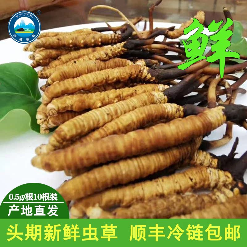 【2019头期】新鲜冬虫夏草现挖正品果洛雪山0.5g/10根顺丰包邮|ruв категории традиционные питательный пища, Китайский кордицепс - от Buy2taobao.com для оказания профессиональной услуги покупки агента Taobao