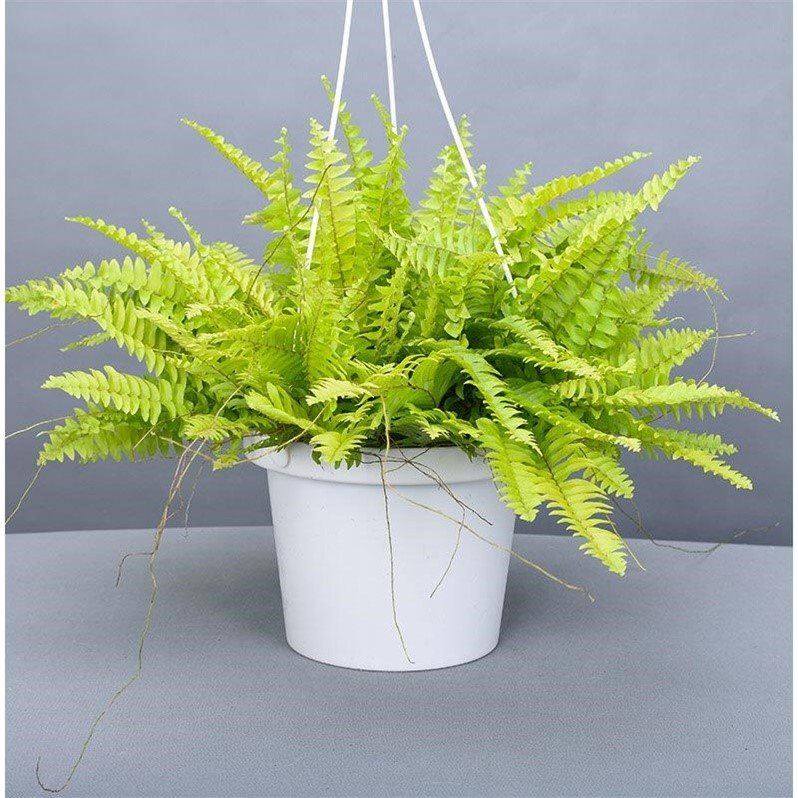 波士顿蕨盆栽肾蕨花卉蕨类植物吸甲醛净化空气耐阴室内办公室绿植