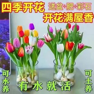 【耐寒】水培郁金四季香开花盆栽花卉植物客厅绿植花卉大全好养活