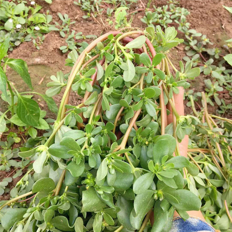 湖北现挖新鲜野生马齿苋马蜂菜蚂蚱菜长寿菜五行草嫩野菜3斤包邮