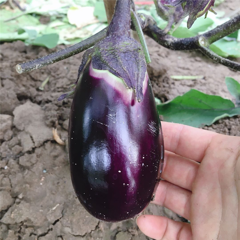 老品种圆茄子农家现摘新鲜紫茄子糯茄子蒜蓉茄子煲 嫩茄子3斤包邮