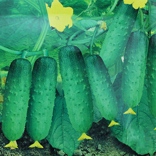 无架爬地黄瓜种子种籽孑 四季春秋季苗蔬菜盆栽夏季菜苗阳台专用