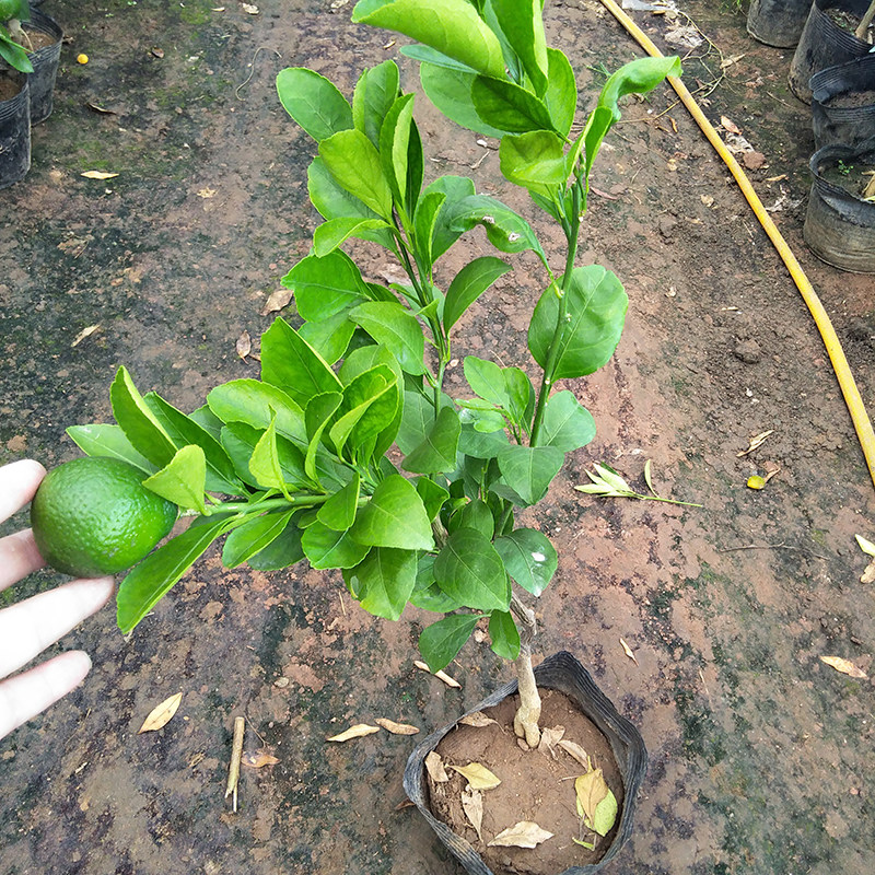 一折丑八怪不知火_丑橘树苗丑八怪橘子苗丑八怪树苗丑橘树苗不知火