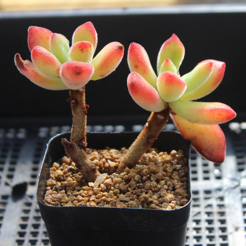 丸叶锦晃星多肉植物 一物一拍 群生多头控养小萌物 所见所得 二米