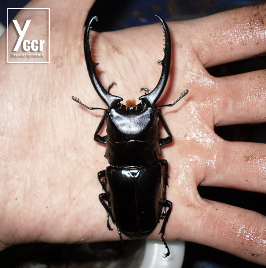 孔夫子锯锹甲 幼虫l3(一公两母)繁殖组入门种 全国包风险 现货~