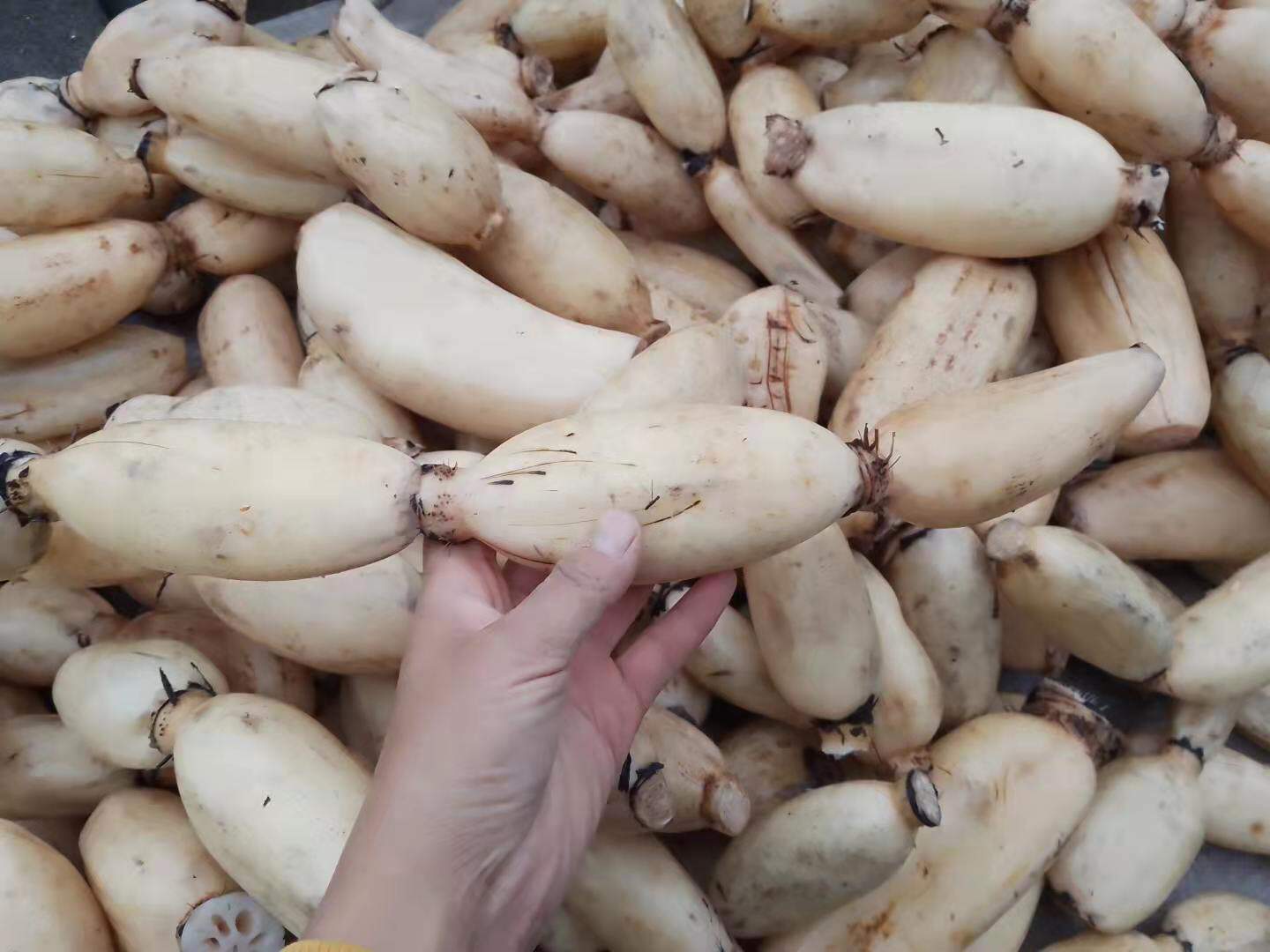 贵州农家新鲜莲藕粉藕煲汤藕野生糯米藕现挖现发包邮