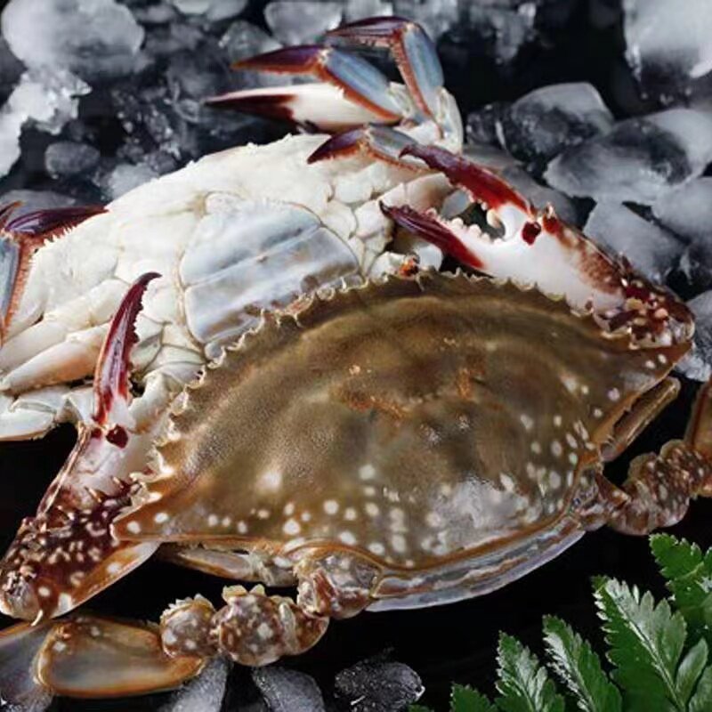 00淘宝新品7-8两1只 北京闪送 鲜活满肉梭子蟹 螃蟹 海蟹海鲜水产 满
