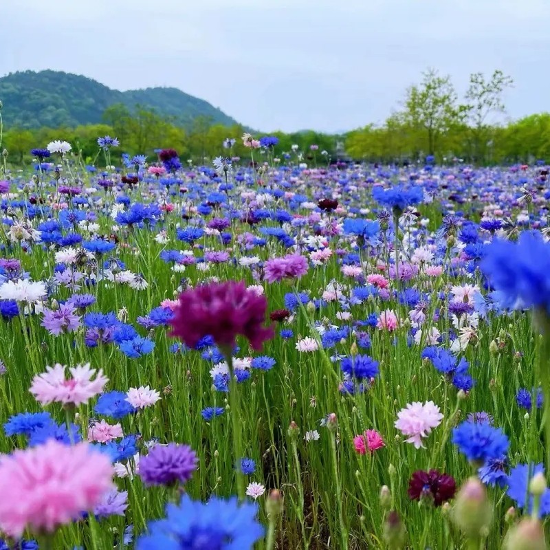 矢车菊花种籽室外四季播种开花花苗耐荫耐寒草花种子易活庭院花籽