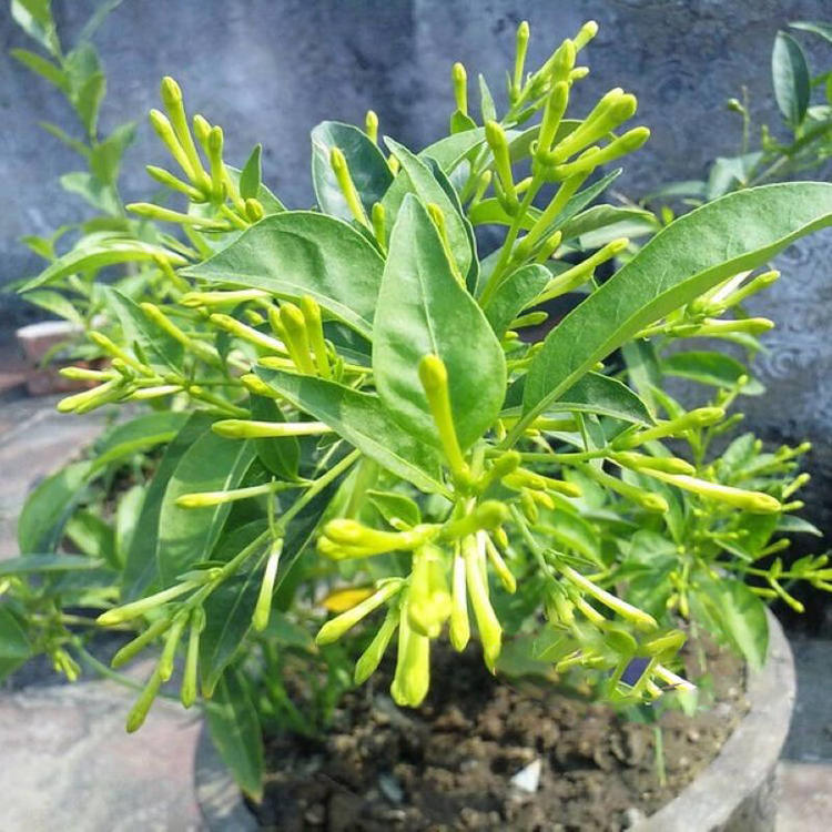夜来香花树苗四季开花驱蚊盆栽植物夏季阳台庭院室外绿植当年开花|ruв категории начало ежедневно, Дома здоровья, агент очистки воздуха - от Buy2taobao.com для оказания профессиональной услуги покупки агента Taobao