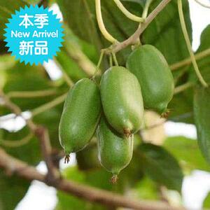 丹软枣猕猴桃鲜枣东北野生猕猴桃新鲜水果东异果莓软果子圆枣子
