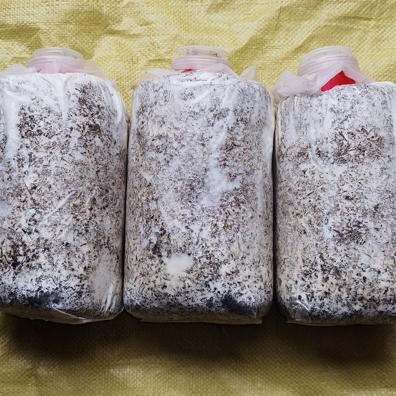 大包秀珍菇菌包平菇菌包黑皮鸡枞菌包鹿茸菇菌包出菇包蘑菇包种植已售