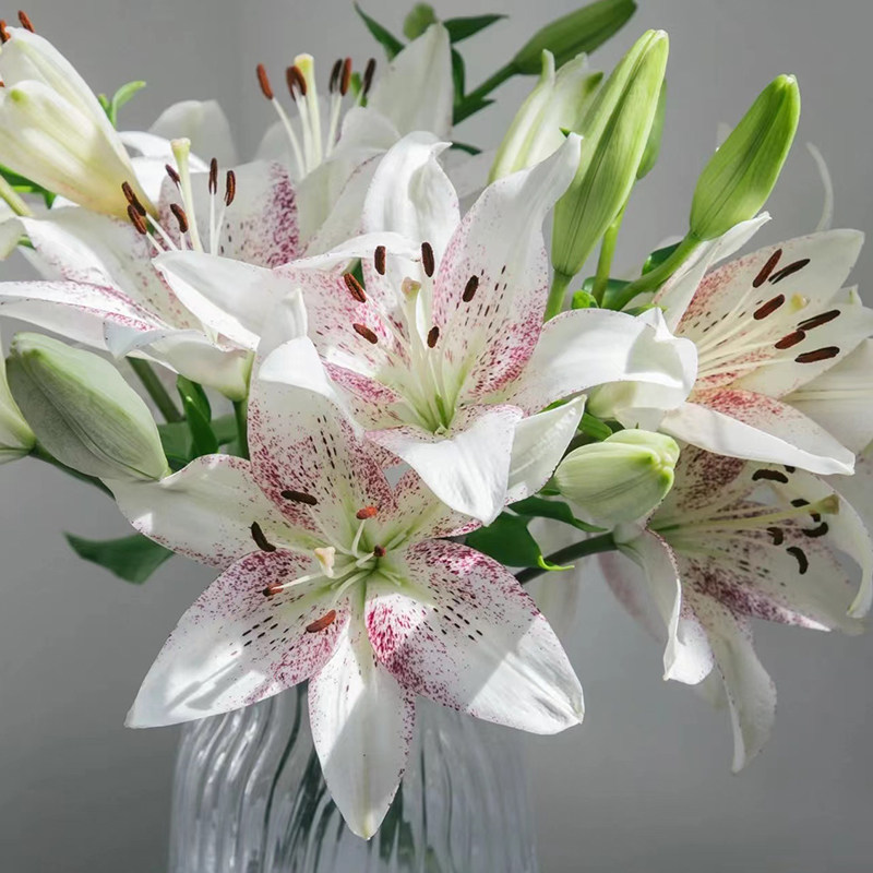 云南昆明直批赞美诗百合鲜花鲜切花室内桌面装饰搭配顺丰情人节