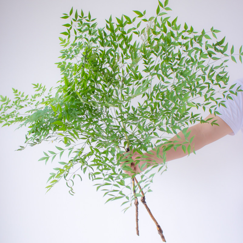 绿天竺鲜切枝条绿植ins家庭办公室插花马醉木平替南天竹情人节