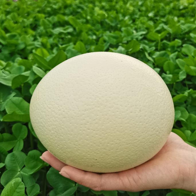 鸵鸟蛋新鲜食用蛋送礼鸸鹋蛋超大活体大小鸵鸟苗雏幼崽活体快递