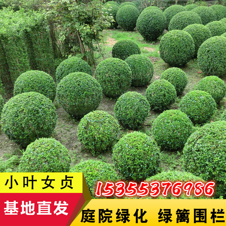 苗圃直销园林绿化苗木庭院植物小叶女贞树苗女贞苗水蜡球四季常青