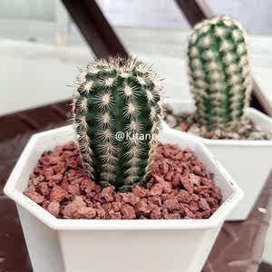 实生折墨虾仙人球 开大花紫色花鹿角柱属办公室美观 多肉桌面盆栽