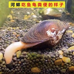 河蚌鲜活体生态鱼缸观赏宠物净化水质吃鱼屎旁皮繁殖大河巴壳子贝