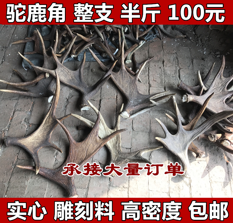 Elk horn Whole raw material Carving material The pieces of material Handle material Catty 250 gramin the Traditional nourishing food , Antler , Antler sticks category - from Buy2taobao.com to provide professional Taobao agent buy service