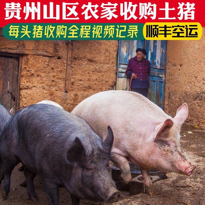 贵州农家现杀新鲜土猪纯五花肉农村黑猪前腿后腿排骨孕妇前夹1斤
